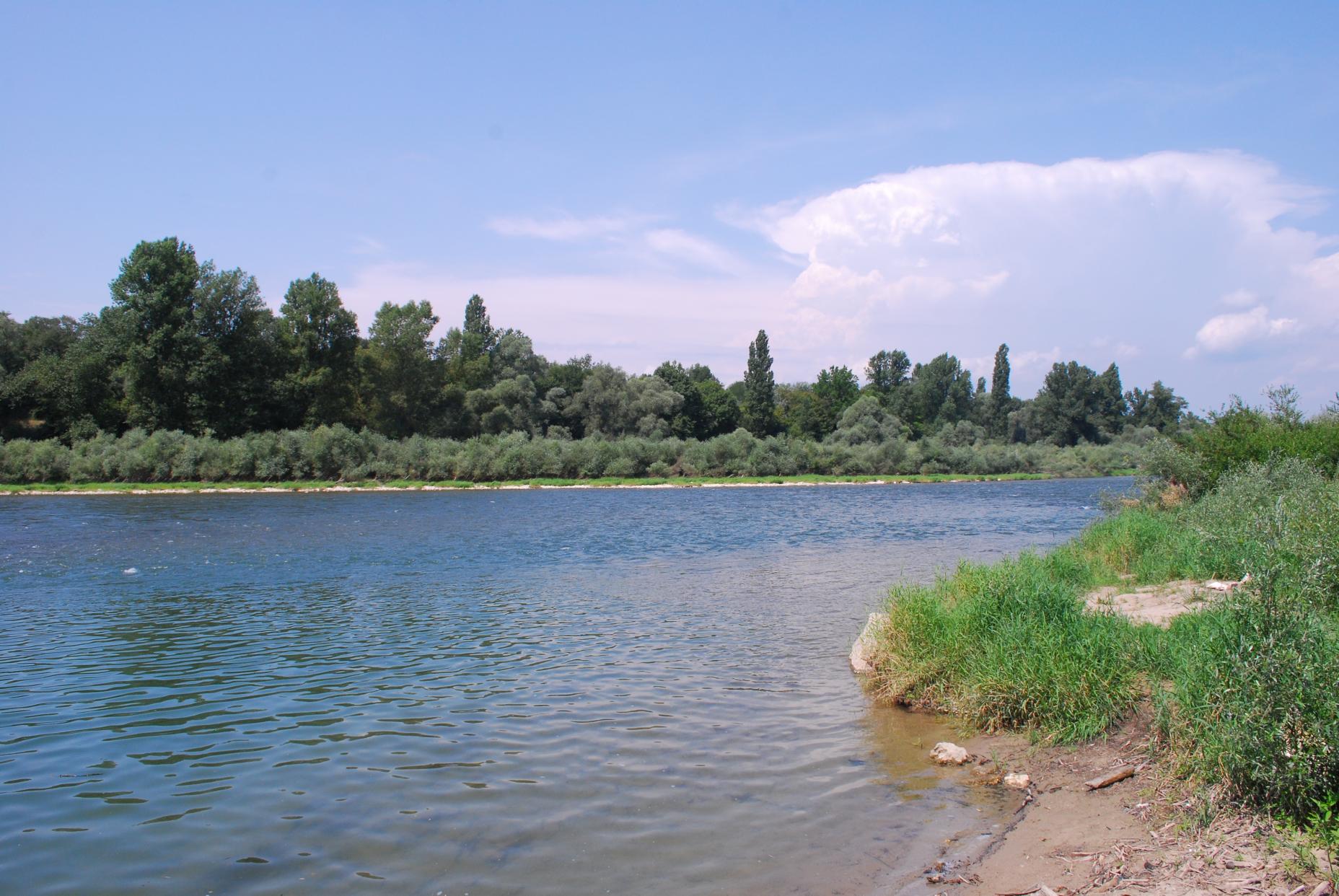 Rhine_no.526_RoyFrings