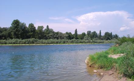 Rhine_no.526_RoyFrings